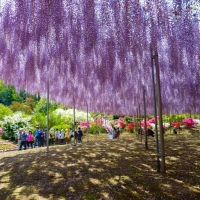 Ashikaga Flower Park, Japan