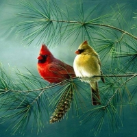 Cardinals