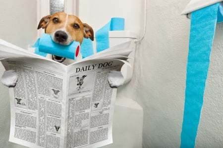 Good morning! - blue, dog, morning, toilet, white, funny, caine, puppy, paper