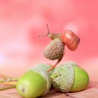 Acorns and a snail