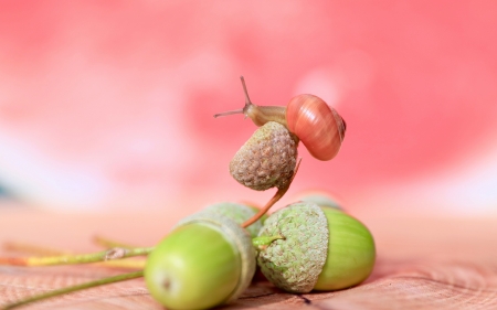 Acorns and a snail - acorn, autumn, snail, pink, green