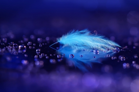 Feather - feather, purple, blue, water drops