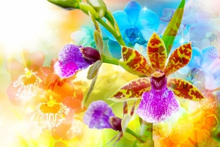 Orchid - flower, pink, orchid, orange, texture