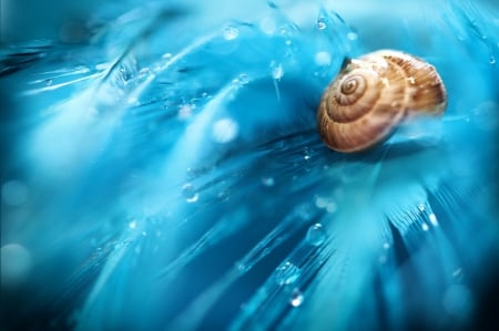 Snail on feathers - feather, water drops, snail, texture, blue