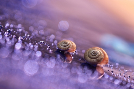 Snails - purple, water drops, couple, pink, snail