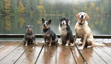 my gang - dogs, labrador, cute, lovable