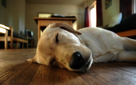 sleeping - dogs, cute, puppy, lovable