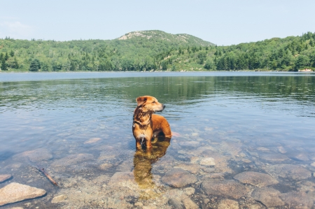 splashing - cute, lovable, retriever, dogs