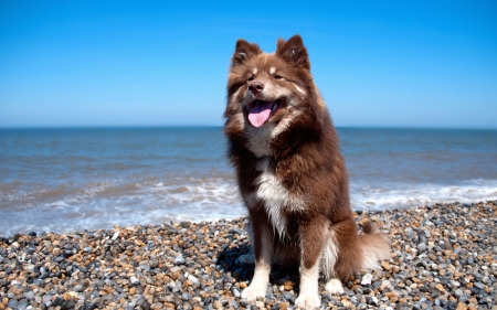 beach dog - cute, dog, smile, lovable