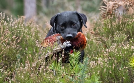 little hunter - dogs, smile, adorable, cute