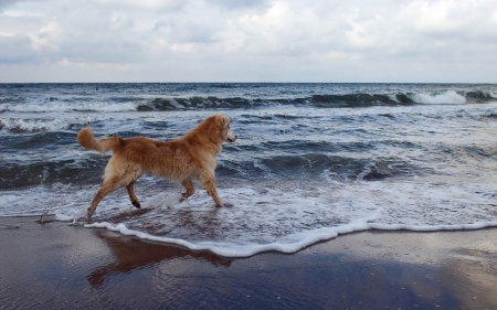 beach - cute, lovable, loyal, golden retriever