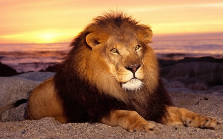 lion - big, lion, animal, cat