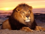 lion