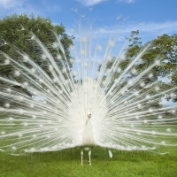 white peacock