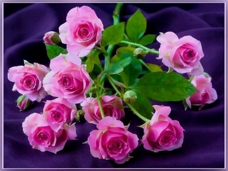 Beautiful dozen - dozen, roses, flowers, pink