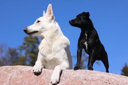 left and right - lovable, dogs, adorable, cute