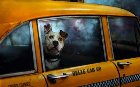 taxi dog - funny, dogs, cute, humour