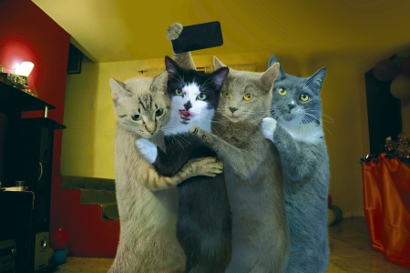 selfie - humour, cute, cats, funny