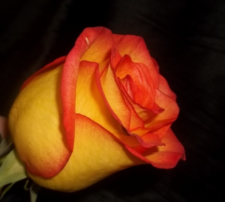 ROSE - orange, yellow, petals, stem