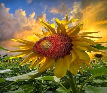 The flower of the sun - flower, yellow, sunflower, sky