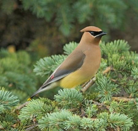 WAXWING - wings, feathers, trees, limb