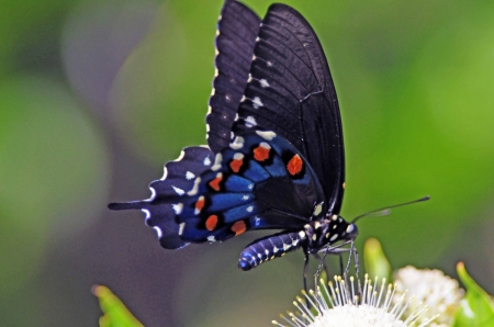 BUTTERFLY - wings, flower, colors, insect