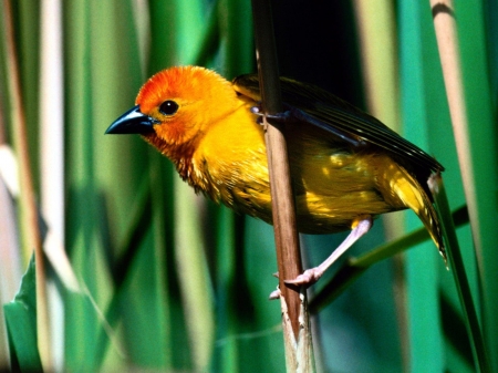 BIRD - leaves, wings, limb, feathers