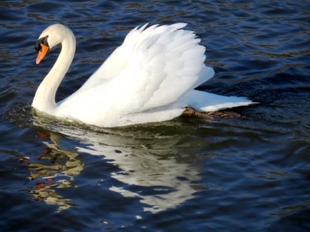 SWAN - wings, water, feathers, waves