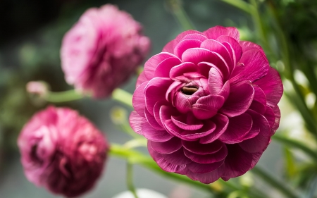 FLOWERS - leaves, nature, stems, petals