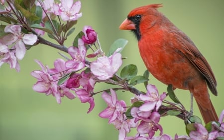 CARDINAL - wings, flowers, feathers, branch