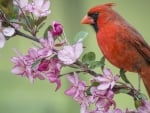 CARDINAL