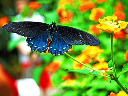 BUTTERFLY - WINGS, COLORS, STEMS, FLOWERS