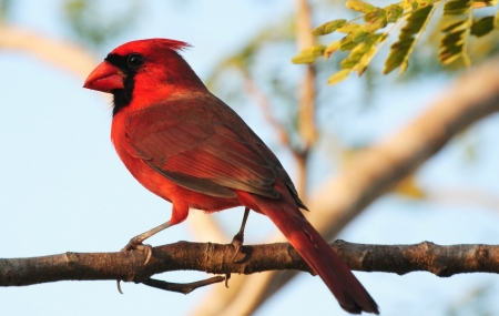 CARDINAL - leaves, wings, feathers, limbs