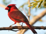 CARDINAL