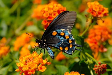 BUTTERFLY - WINGS, COLORS, FLOWERS, PETALS