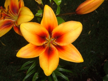 FLOWERS - leaves, petals, nature, colors