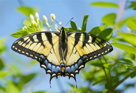 BUTTERFLY - BLOOMS, WINGS, COLORS, BRANCHES