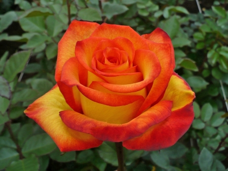 ROSE - leaves, nature, colors, petals