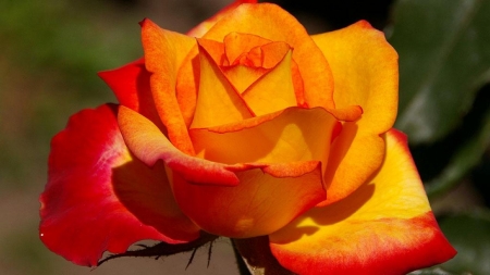 ROSE - leaves, colors, stem, petals