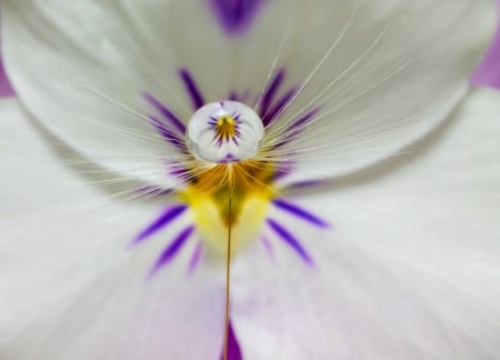 Dandelion viola - white, purple, dandelion, water drops, pansy, yellow, viola, estelle trueman