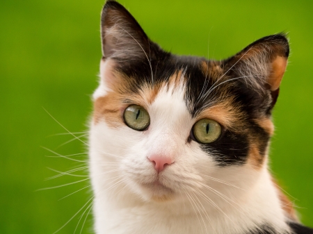 Cat - face, white, pisica, animal, cat, eyes, green