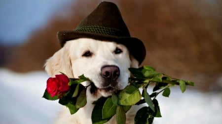 For you! - red, animal, rose, winter, caine, hat, dog