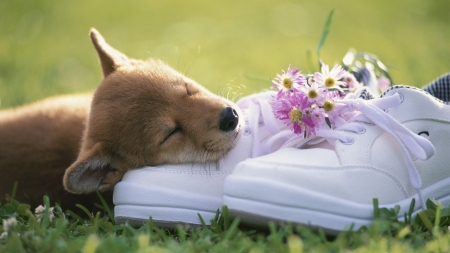 Puppy sleeping - dog, flower, pink, shoes, white, animal, sleep, green, cute, caine, puppy