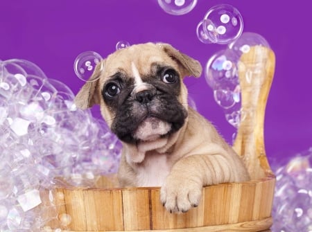 Bubbly puppy - paw, puppy, funny, bubbles, caine, pink, dog, bath, animal, cute