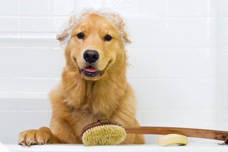 Just a good bath - animal, funny, cute, bath, dog, caine, golden retriever