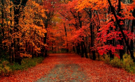 Autumn Colors - Autumn, Nature, Path, Beautiful, Road, Orange