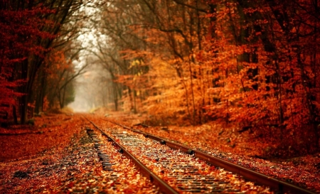 Autum Beauty - autumn, trees, railroad, beautiful, leaves, colorful