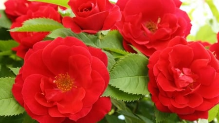 Roses - nature, flower, red roses, beautiful