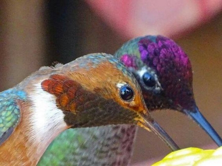 Two jewels - tiny, hummingbirds, colors, two