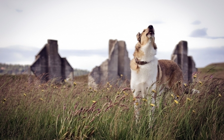 dog - cute, lovable, animal, dogs